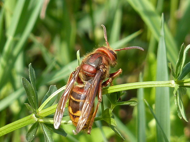 sršeň obyčajný Vespa crabro