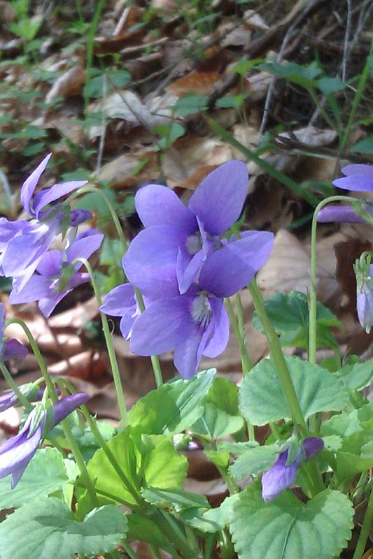 fialka lesná Viola reichenbachiana Jord. ex Boreau