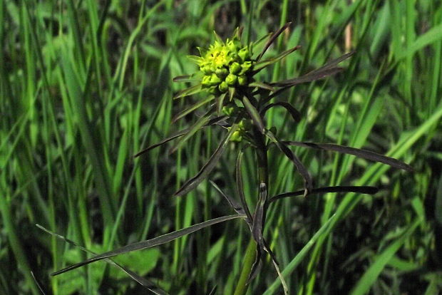 mliečnik   Tithymalus sp.