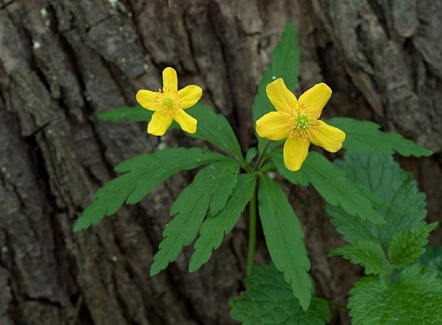 veternica iskerníkovitá Anemone ranunculoides L.