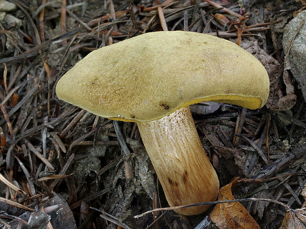 suchohríb červenohnedý Boletus ferrugineus Schaeff.