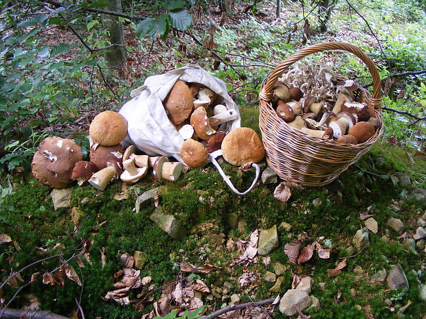 hríb dubový Boletus reticulatus Schaeff.