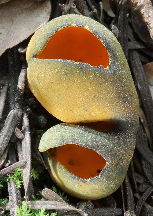 pohárovka ohnivá Caloscypha fulgens (Pers.) Boud.