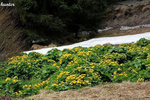 záružlie močiarne Caltha palustris L.