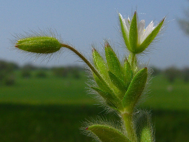 rožec krátkolupienkový Cerastium brachypetalum Pers.