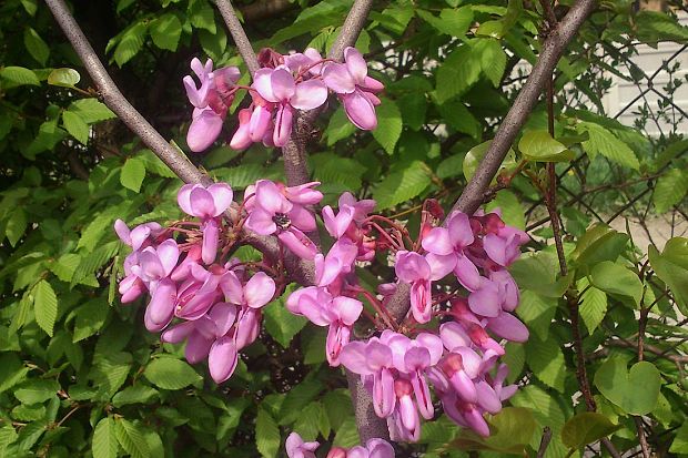 judášovec strukový  Cercis siliquastrum