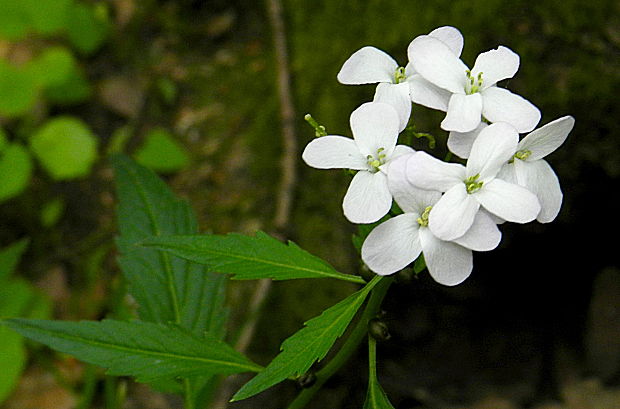 zubačka cibuľkonosná Dentaria bulbifera L.