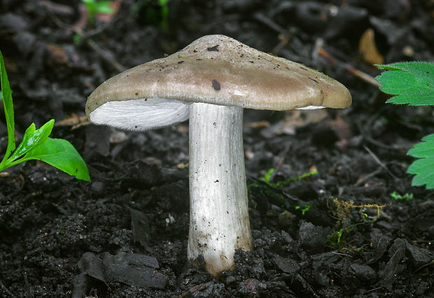 hodvábnica jarná Entoloma clypeatum (L.) P. Kumm.