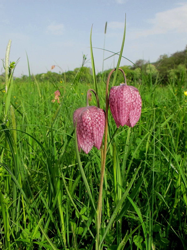 korunkovka strakatá Fritillaria meleagris L.