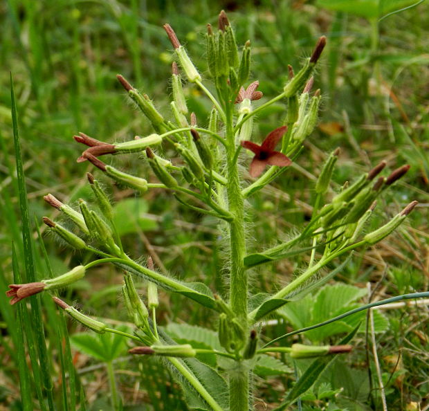 večernica smutná Hesperis tristis L.