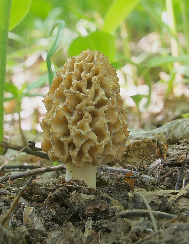 smrčok jedlý Morchella esculenta (L.) Pers.