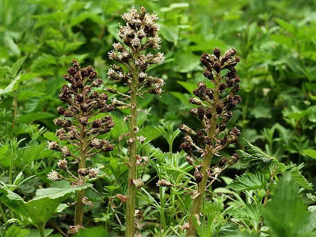 deväťsil lekársky  Petasites hybridus  (L.) P. Gaertn., B. Mey. et Scherb.