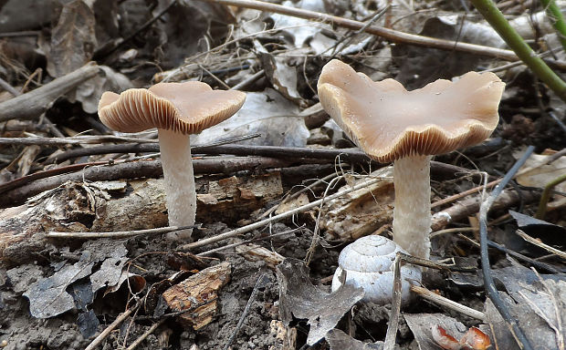 drobuľka Psathyrella sp.