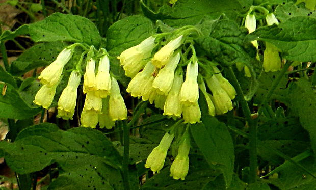 kostihoj hľuznatý Symphytum tuberosum L.