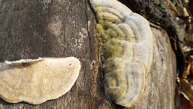 trúdnikovec chlpatý Trametes hirsuta (Wulfen) Lloyd