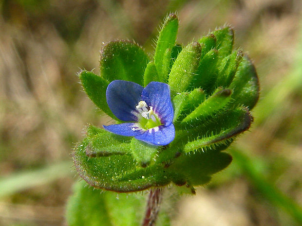 veronika roľná Veronica arvensis L.