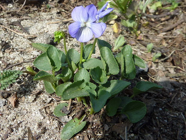 fialka Viola sp.