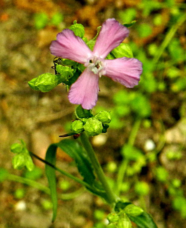 smolnička obyčajná Viscaria vulgaris