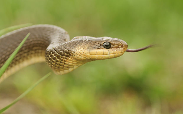 užovka stromová Zamenis longissimus