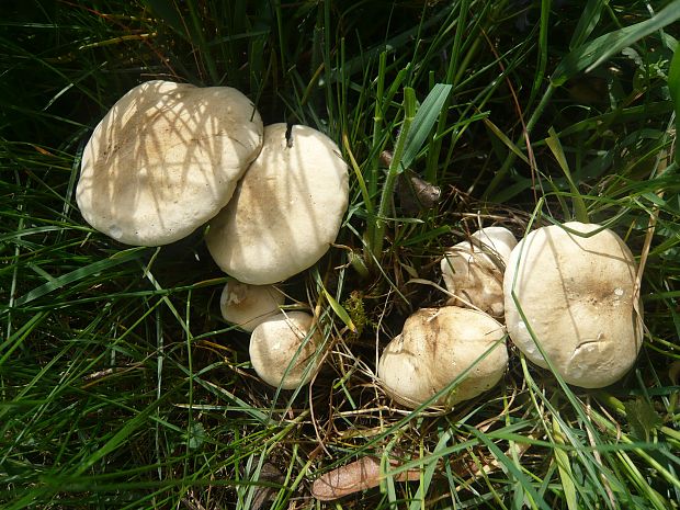 čírovnica májová Calocybe gambosa (Fr.) Donk