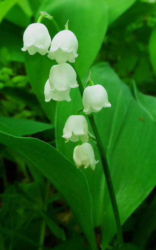 konvalinka voňavá Convallaria majalis L.