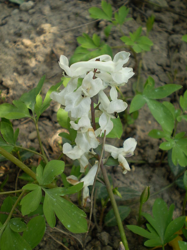 chochlačka dutá Corydalis cava (L.) Schweigg. et Körte