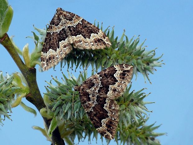 piadivka zadymená Lampropteryx suffumata Denis & Schiffermüller, 1775