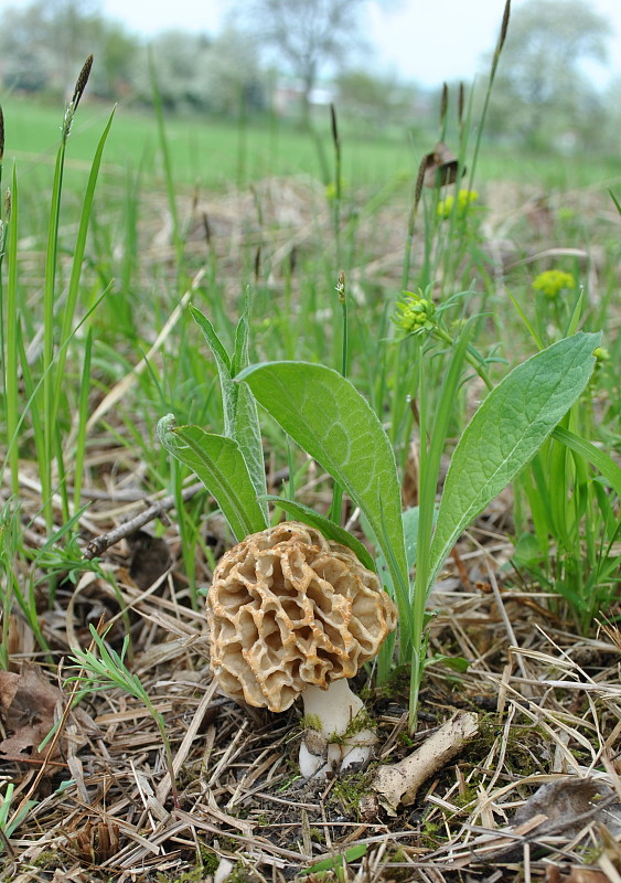 smrčok jedlý Morchella esculenta (L.) Pers.