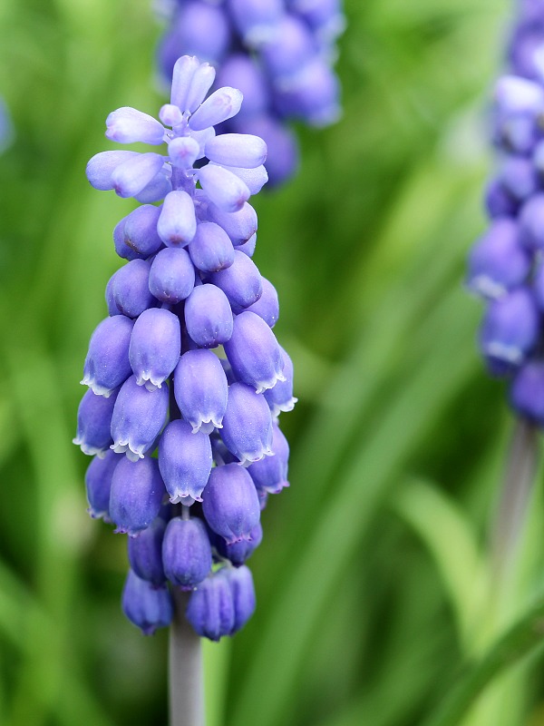 modrica strapcovitá Muscari atlanticum Boiss. et Reut.