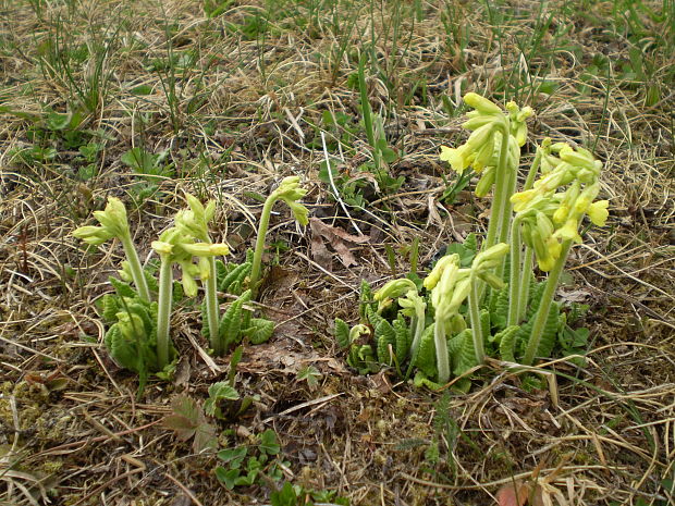 prvosienka vyššia Primula elatior (L.) L.