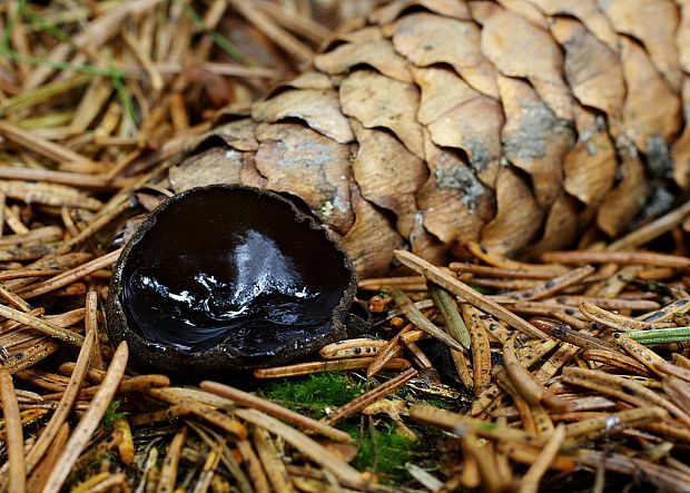 misôčka černastá Pseudoplectania nigrella (Pers.) Fuckel