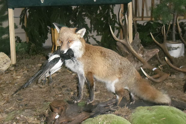 líška hrdzavá Vulpes vulpes