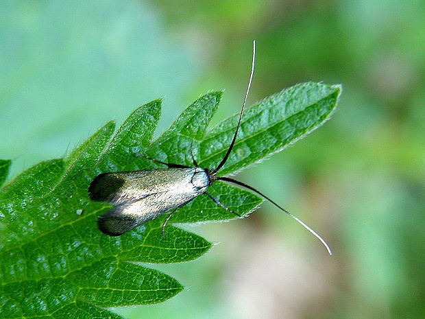 adéla zelená - samička Adela reaumurella  Linnaeus, 1758