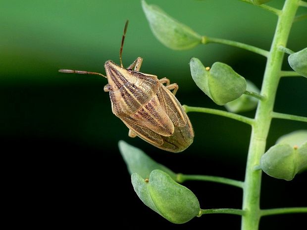 bzdocha kužeľovitá Aelia acuminata Linnaeus, 1758