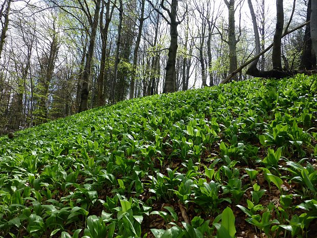 cesnak medvedí Allium ursinum L.