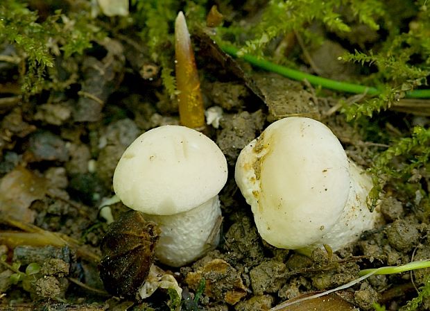 čírovnica májová Calocybe gambosa (Fr.) Donk