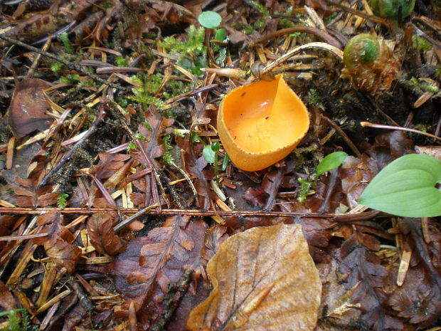 pohárovka ohnivá Caloscypha fulgens (Pers.) Boud.