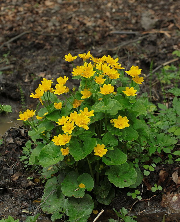 záružlie močiarne Caltha palustris L.