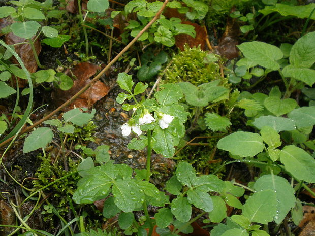 žerušnica horká Cardamine amara L.