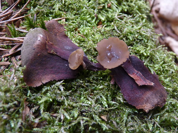 jahňadka hrdzavá Ciboria rufofusca (O. Weberb.) Sacc.