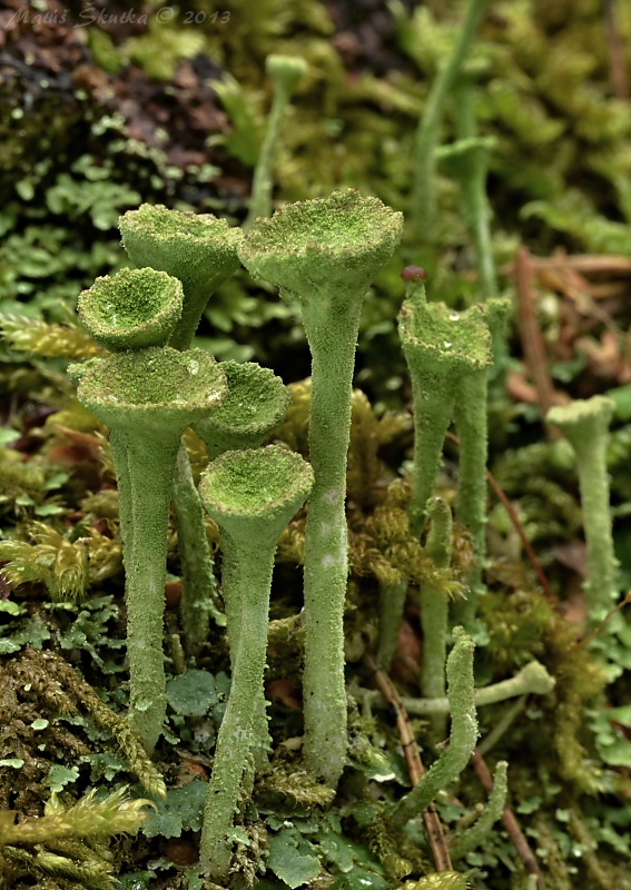 dutohlávka riasnatá Cladonia fimbriata (L.) Fr.