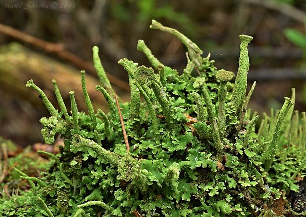 dutohlávka riasnatá Cladonia fimbriata (L.) Fr.