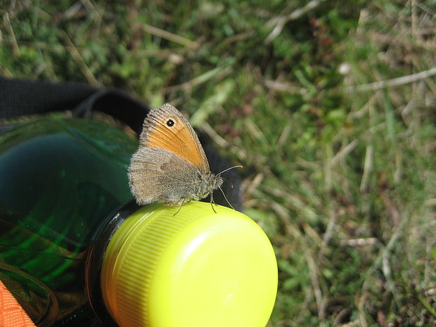 očkáň pohánkový Coenonympha pamphilus