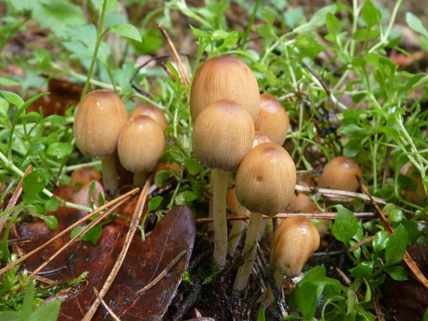 hnojník ligotavý Coprinellus micaceus (Bull.) Vilgalys, Hopple & Jacq. Johnson