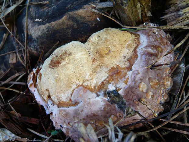 práchnovček pásikavý Fomitopsis pinicola (Sw.) P. Karst.