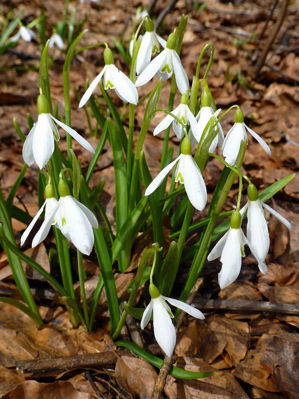 snežienka jarná Galanthus nivalis L.