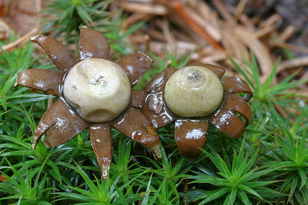 hviezdovka bradavičnatá Geastrum corollinum (Batsch) Hollós