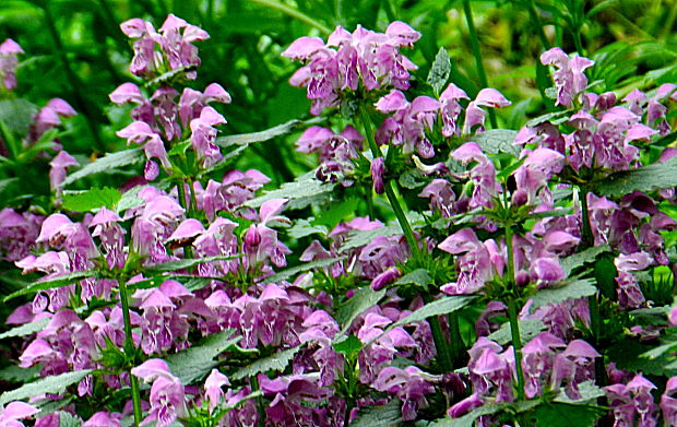 hluchavka škvrnitá Lamium maculatum L.