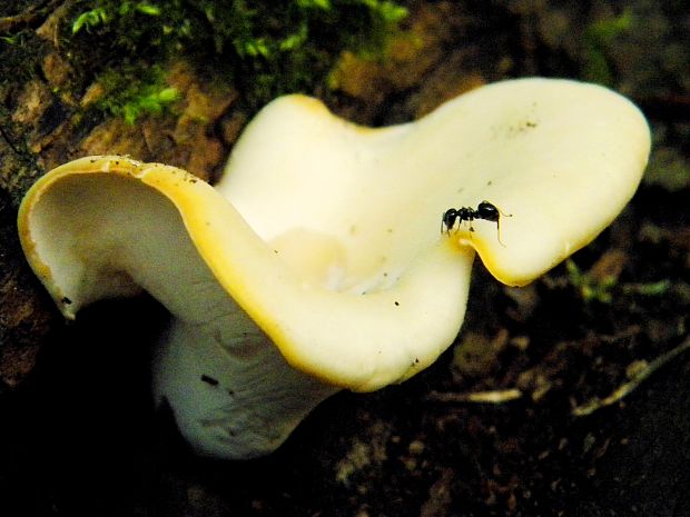 trúdnik strapkatý Lentinus substrictus (Bolton) Zmitr. & Kovalenko