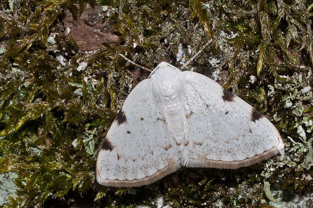 listnatka dvojškvrnná Lomographa bimaculata Fabricius, 1775